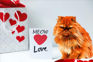 2018 Valentine’s Day Gift Guide for Kittenish Cat Lovers